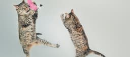 The best cat videos online 🐈 😺