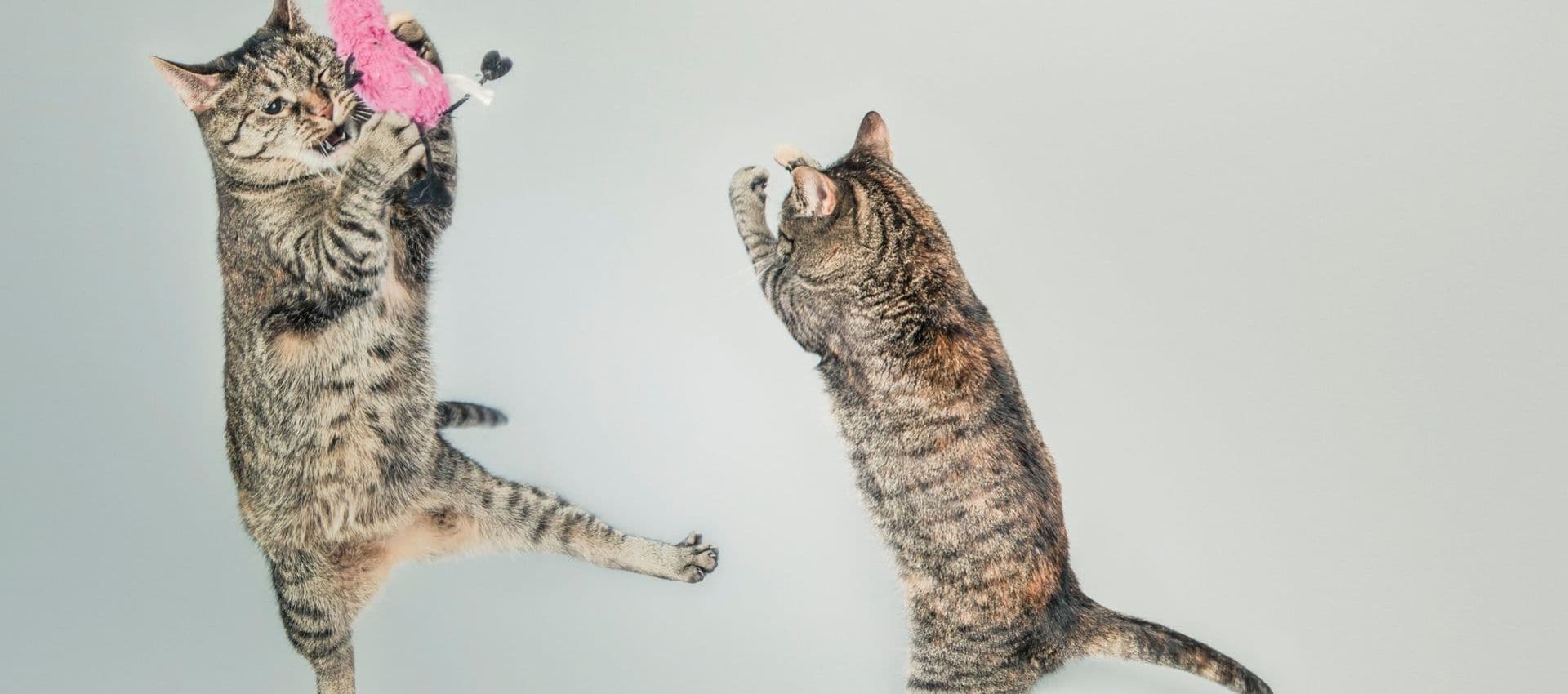 The best cat videos online 🐈 😺