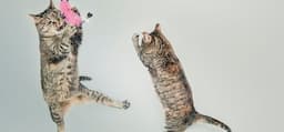 The best cat videos online 🐈 😺