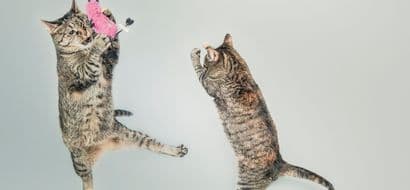 The best cat videos online 🐈 😺