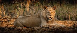 Rediscover the Kruger with a new app
