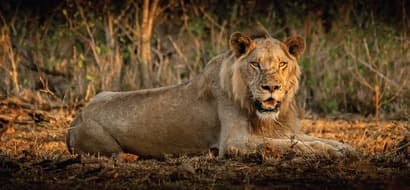 Rediscover the Kruger with a new app