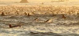 Vodacom's Ironman