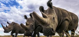 Connected Ecosystems: what rhinos and IOT have in common