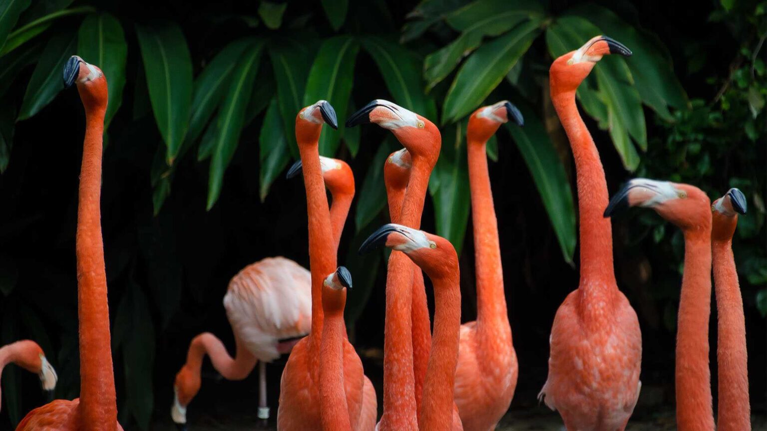 Outdoor apps for nature lovers :owl: