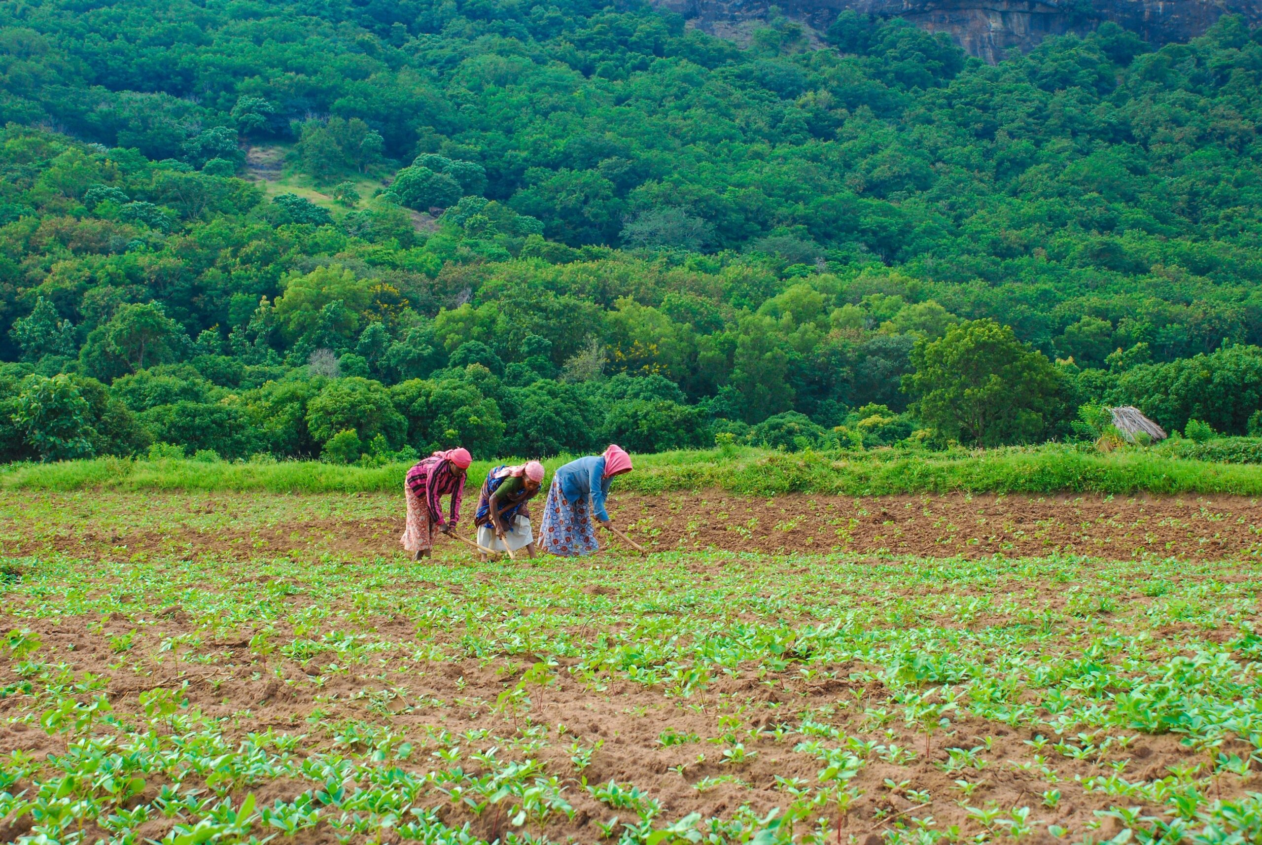 Building digital societies for female farmers