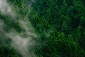 Fighting climate change with connected forests