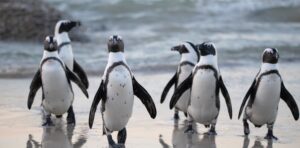 Life is lovely in Penguin Town, your new favourite comfort watch