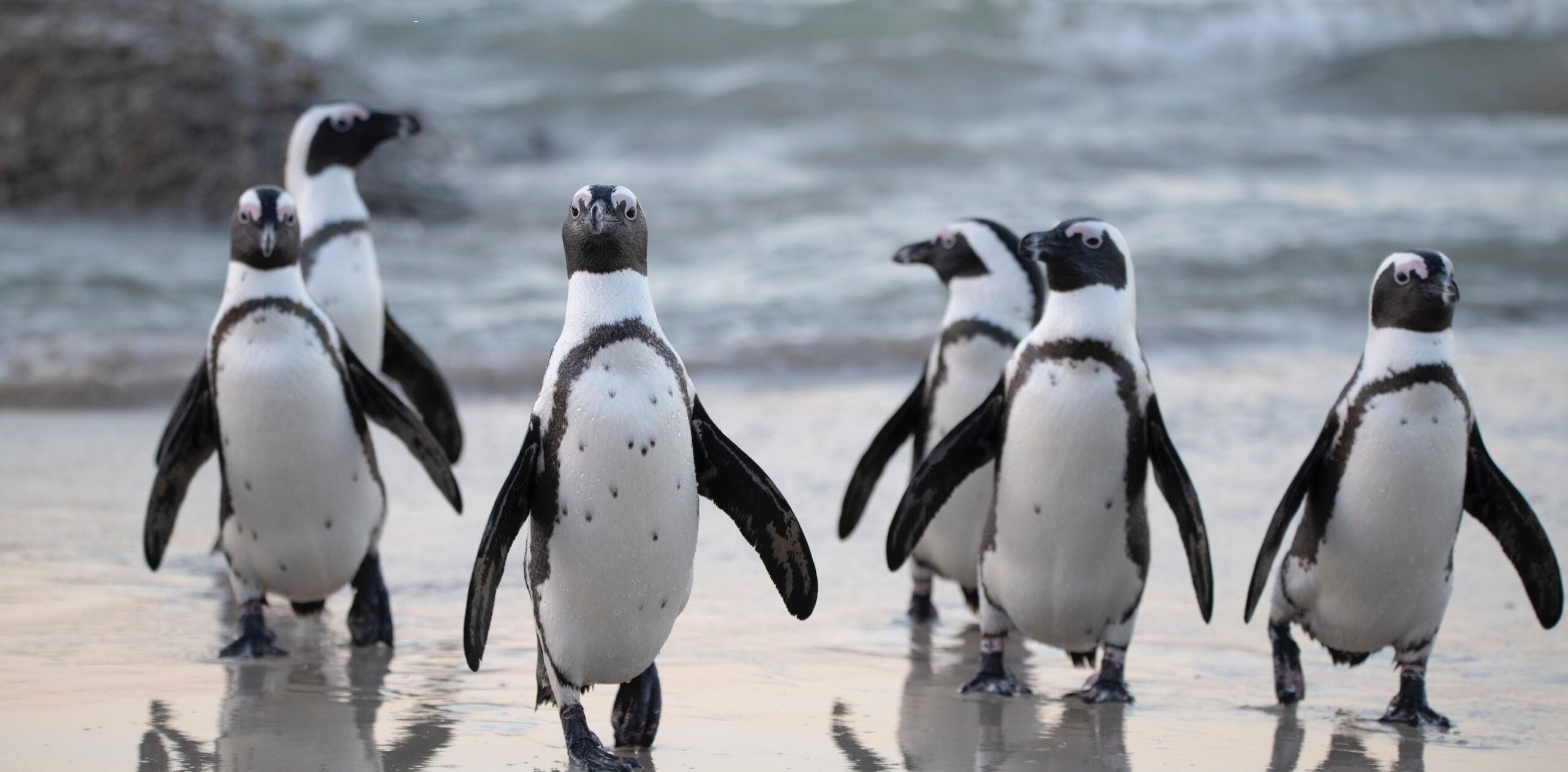 Life is lovely in Penguin Town, your new favourite comfort watch