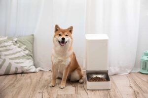 The Xiaomi Smart Pet Food Feeder review