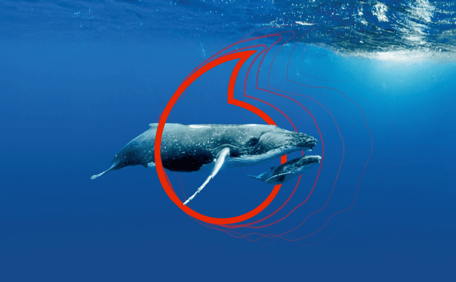 Extraordinary Is Protecting Whales and Building Sustainable Oceans with Real-Time Data