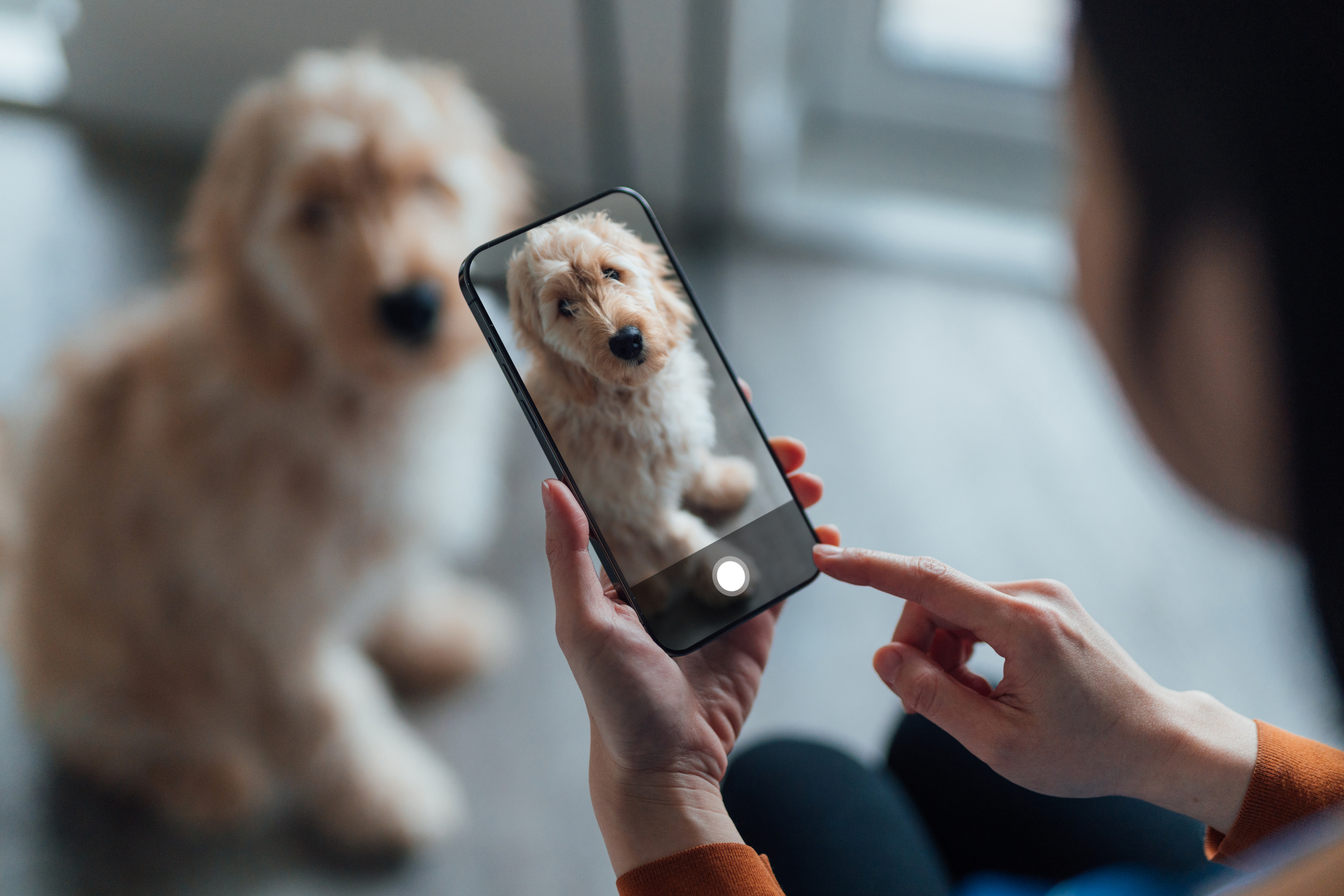 Tech To Protect Your Pets: A Groundbreaking Facial Recognition App