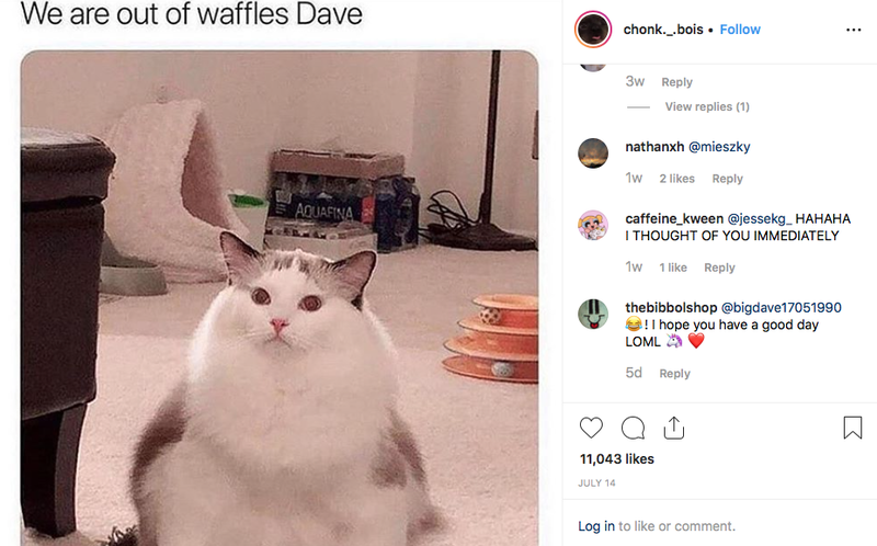 Chonk refers to a fat cat